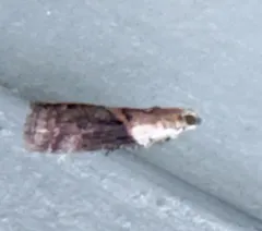 Mantled Acrobasis Moth thumbnail 4