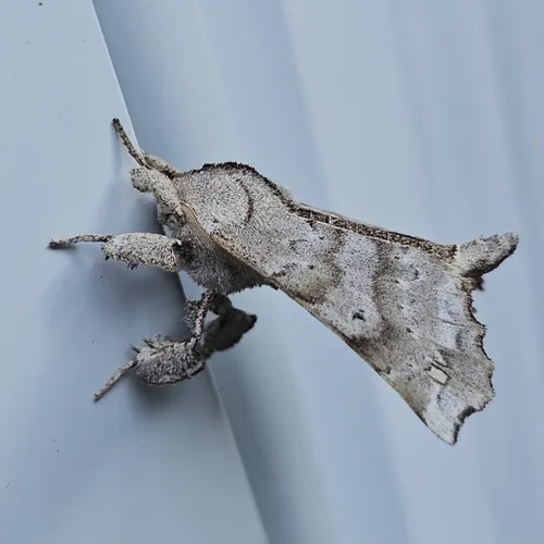 Angel Moth