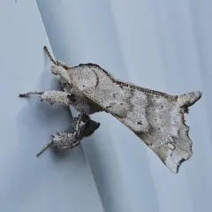 Angel Moth thumbnail 1