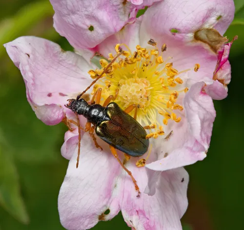 Pseudogaurotina abdominalis
