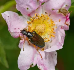 Pseudogaurotina abdominalis thumbnail 1