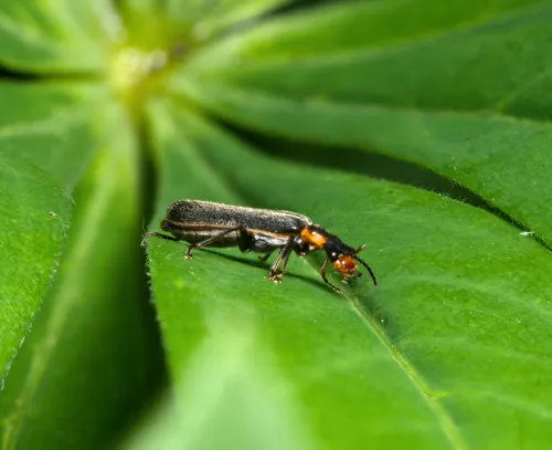 Podabrus brunnicollis