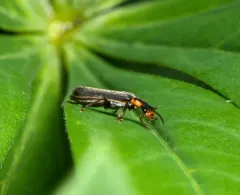 Podabrus brunnicollis thumbnail 1