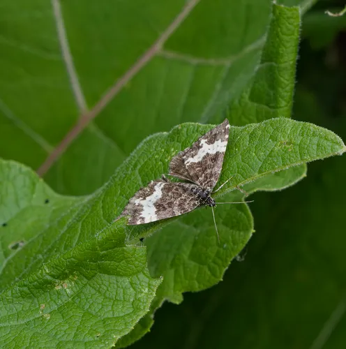 Spear-marked Black Moth