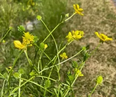 hairy buttercup thumbnail 2