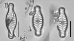 Hippodonta capitata thumbnail 2