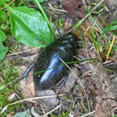 Hydrophilus ovatus thumbnail 3