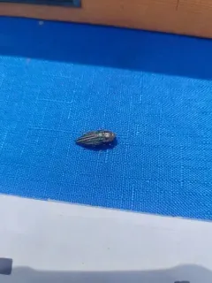 Wrinkled-neck Buprestid Beetle thumbnail 3
