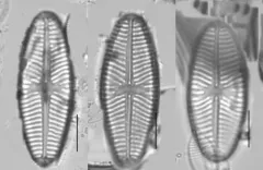 Navicula reinhardtii thumbnail 2