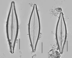 Navicula trivialis thumbnail 3
