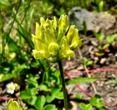 Maydell's Point-vetch thumbnail 2