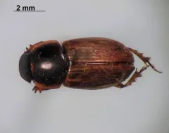 Melinopterus prodromus thumbnail 3