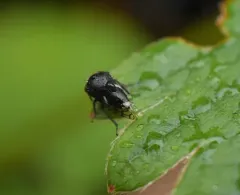 black locust treehopper thumbnail 3