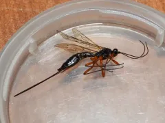 Coleocentrus flavipes thumbnail 3