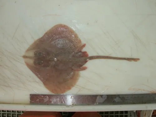 Smooth Skate