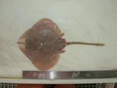 Smooth Skate thumbnail 1