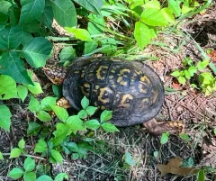 Common Box Turtle thumbnail 1