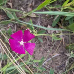 clustered poppymallow thumbnail 3