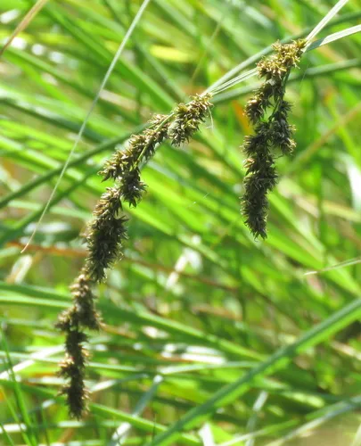 Cusick's sedge
