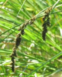 Cusick's sedge thumbnail 1