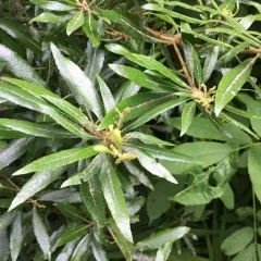 Pacific Wax myrtle thumbnail 2