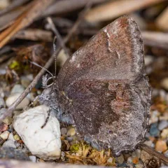 Hoary Elfin thumbnail 3