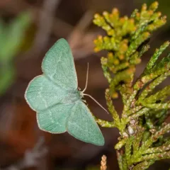 Pistachio Emerald thumbnail 3