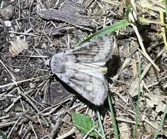 Black-girdled Dart thumbnail 3