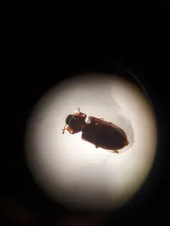 Namunaria pacifica thumbnail 1