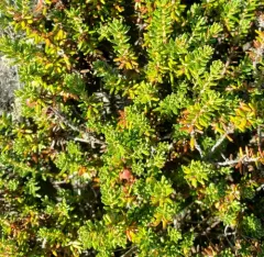 Purple Crowberry thumbnail 4