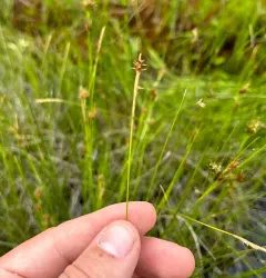 meager sedge thumbnail 4