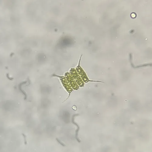 Scenedesmus quadricauda