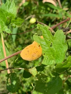 Puccinia alnetorum thumbnail 3