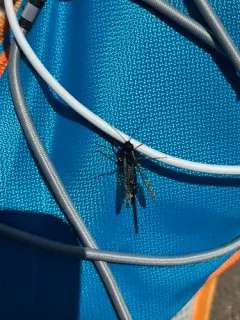 Xeris melancholicus thumbnail 3