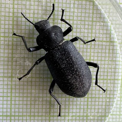 Serrated Darkling Beetle