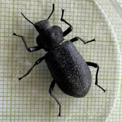 Serrated Darkling Beetle thumbnail 1
