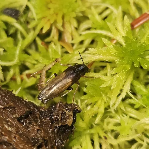 Connected False Darkling Beetle