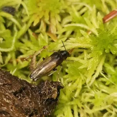 Connected False Darkling Beetle thumbnail 1