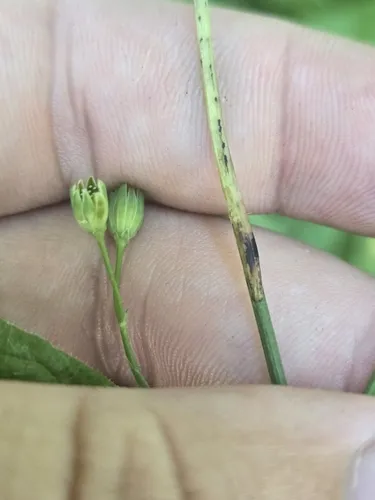 Ophiomyia vockerothi