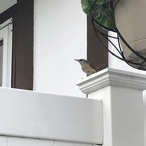 Carolina Wren