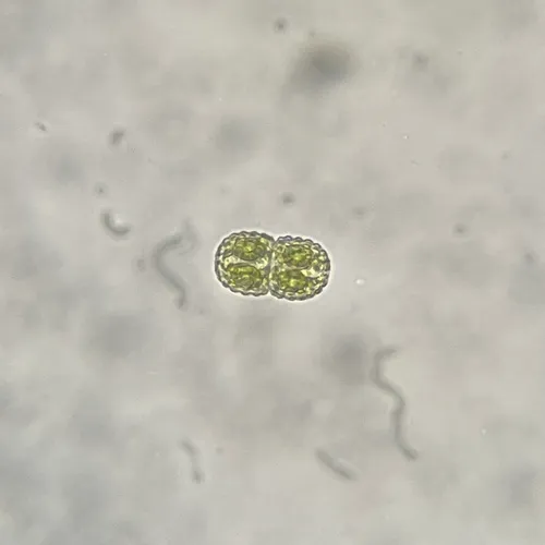 Cosmarium amoenum