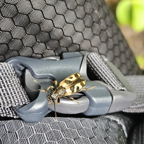 Xestoleptura tibialis