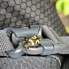 Xestoleptura tibialis thumbnail 1