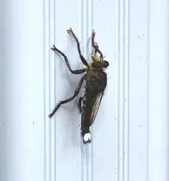 False Bee-Killer thumbnail 4
