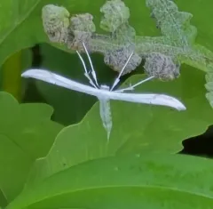 Elliot's Plume Moth thumbnail 3