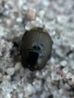 Hypocaccus fraternus thumbnail 3