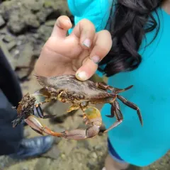 Atlantic Blue Crab thumbnail 3