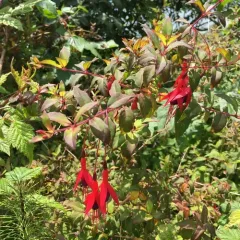 Hardy Fuchsia thumbnail 2