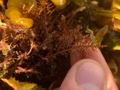 Gelidium purpurascens thumbnail 4