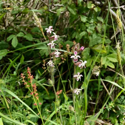 Small-flowered Catchfly